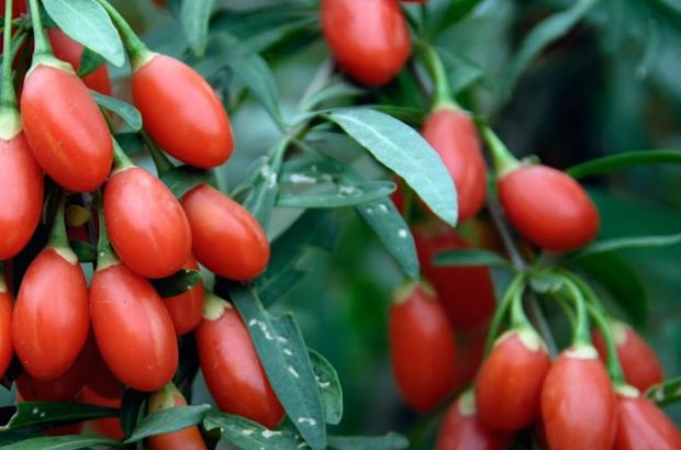 goji berry mucizevi faydalari goji