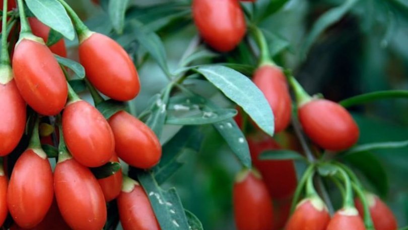 goji berry mucizevi faydalari goji