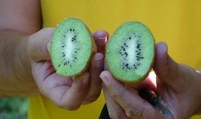 hamilelikte kivi yemek yararli mi zararli mi hamilelikte kivi cayi icilir mi