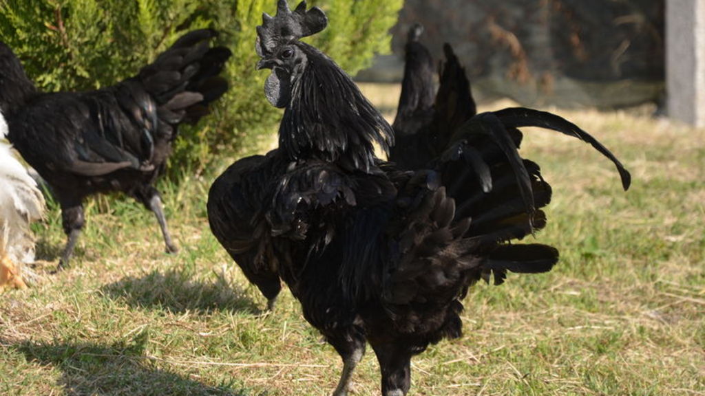 Ayam Cemani cinsi horoz ve tavuk görenleri şaşırtıyor HT Gastro