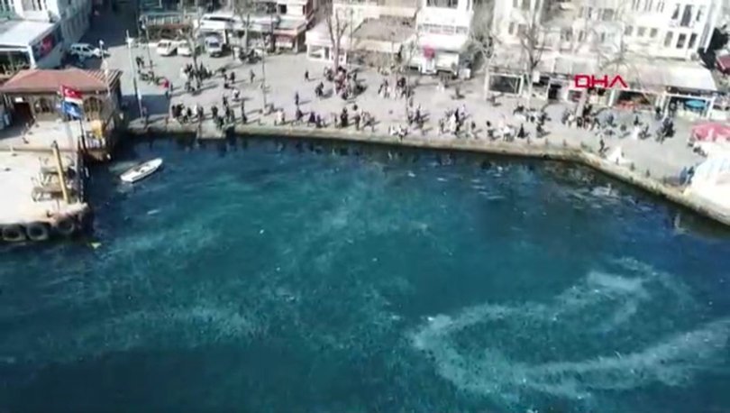 İSTİLA|Son dakika: İstanbul Boğazı denizanalarının istilasına uğradı