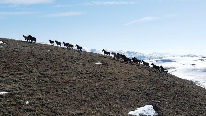 Emir Dağları'ndaki yılkı atları drone ile görüntülendi