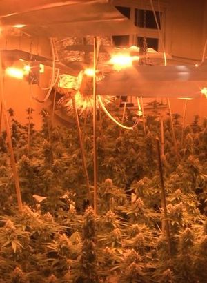 Avcılar'da narkotik operasyonu: 1 milyon liralık uyuşturucu serası ele geçirildi