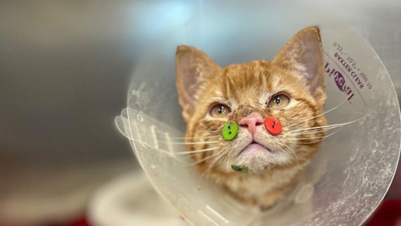 Yüzü parçalanmış kedi düğmelerle tedavi edildi