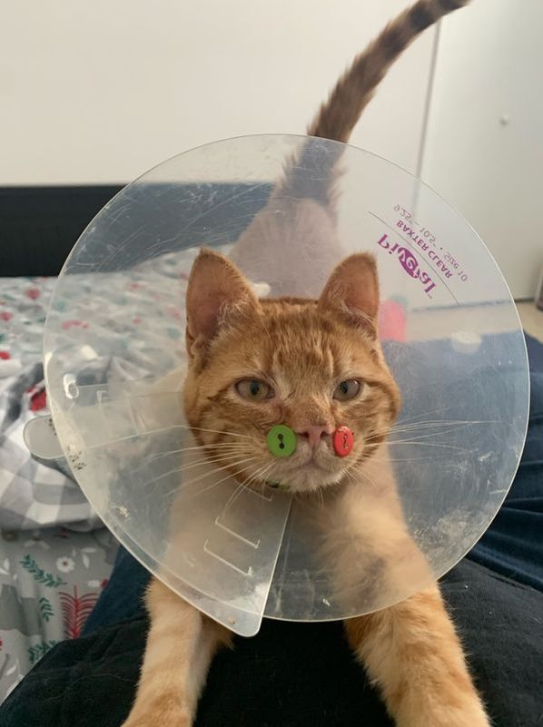 Yuzu Parcalanmis Kedi Dugmelerle Tedavi Edildi