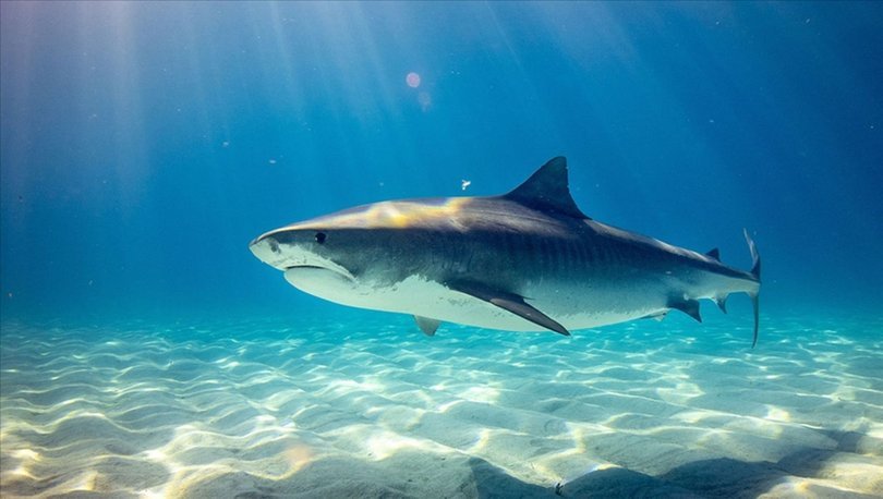 Üç köpek balığı türünün 'karanlıkta parlama' özelliğine sahip olduğu keşfedildi