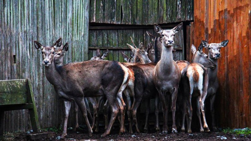 İstanbul'un yaban hayatı geyik, karaca ve sülünlerle zenginleşiyor