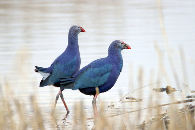 Göç etmeyen kuşlar Ağrı Dağı Milli Parkı'na renk katıyor