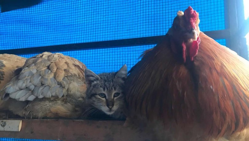 Yavru kedi, horoz ve tavuklarla birlikte kümeste yaşıyor
