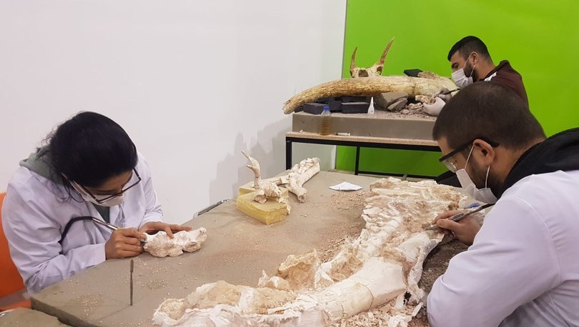 Kayseri'de 3 yılda bine yakın fosil bulundu