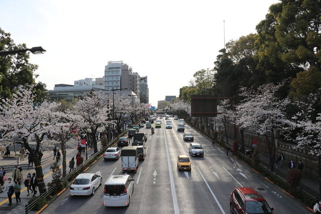 Japonya'da Covid-19'a rağmen sakura çiçeklerine akın ettiler