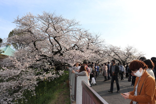 Japonya'da Covid-19'a rağmen sakura çiçeklerine akın ettiler