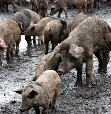 Çin’in Sincan Uygur Özerk Bölgesi’ndeki bir çiftlikte Afrika domuz vebası (ASF) saptandı.

