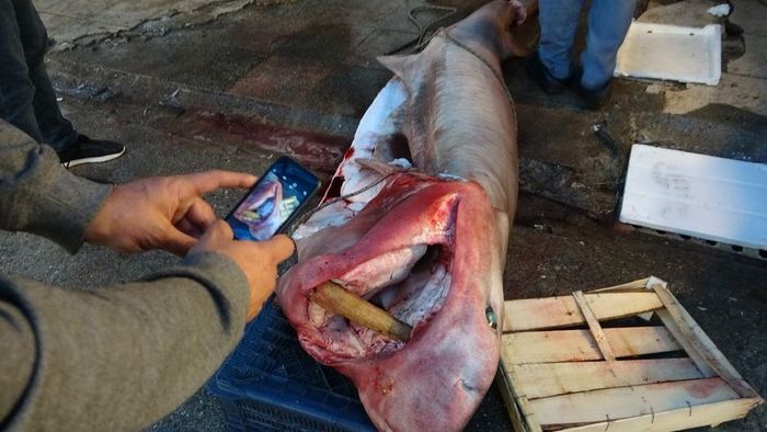 SON DAKİKA Köpek balığı eti şifa mı zehir mi! Gündem Haberleri