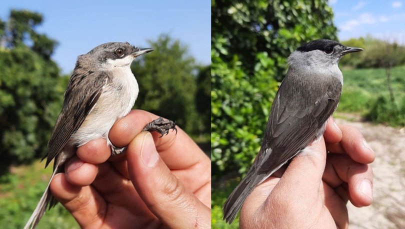 Serik'te halkalanan kuş, 4 yıl 14 gün sonra yeniden görüldü