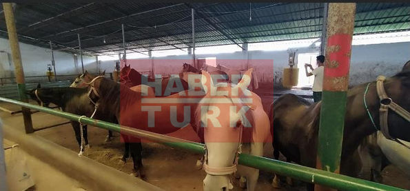 Daday Belediyesi’ne hibe edilen atlar.