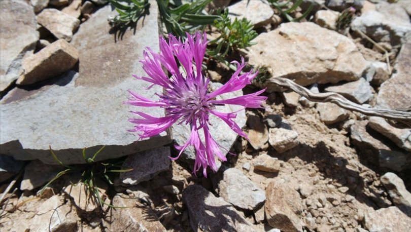 Malatya'da yeni bir peygamber çiçeği türü keşfedildi