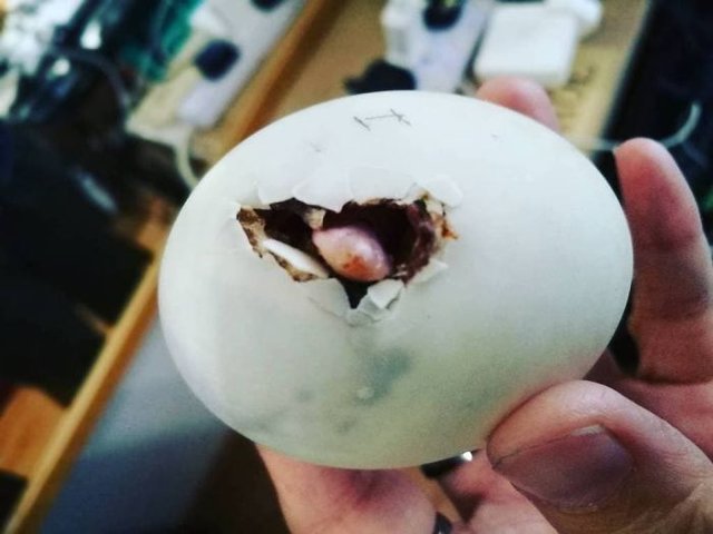 Marketten alıp kuluçkaya yatırdı, deneyini adım adım paylaştı
