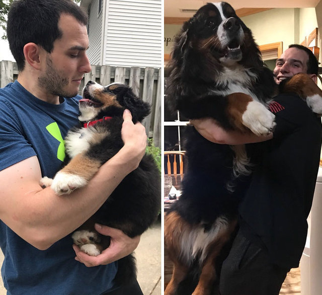 köpeklerin fotoğrafları