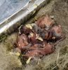 Bursa´da yuvada anneleri ölen 6 kırlangıç yavrusunu, 50 yaşındaki hayvansever Fatma Terkenli sahiplendi. Sıcak su torbasıyla yavruların vücut ısılarını dengeleyen Terkenli, hazırladığı mamayı yavrulara şırıngayla yedirmeye başladı

