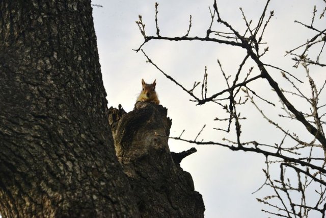 Kütahya'da boş kalan parkta yaşayan sincaplar sakinliğin keyfini çıkardı