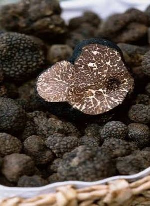 Trüf mantarında hedef 1 milyar dolar