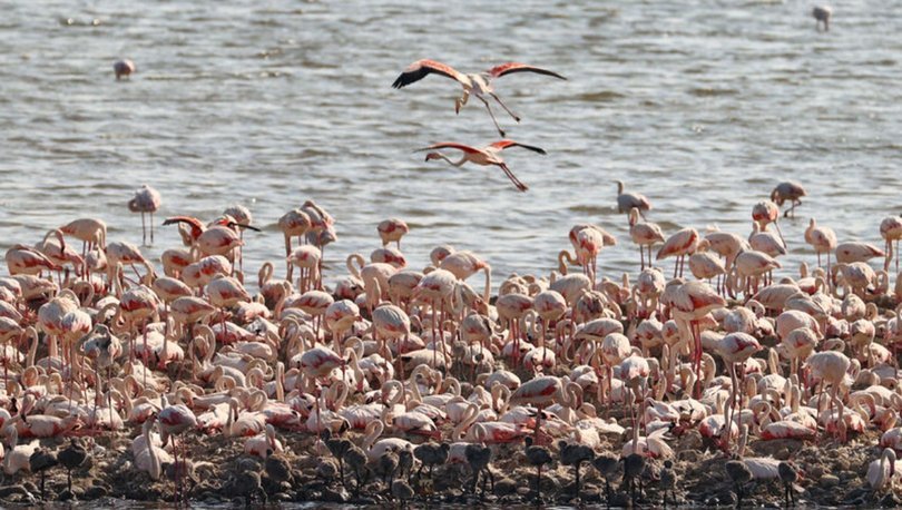 Flamingo adası binlerce allı turnaya kucak açtı