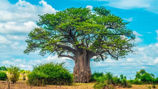Baobab Ağacı – Madagaskar 