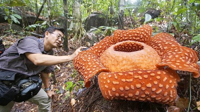 Rafflesia Çiçeği – Malezya 