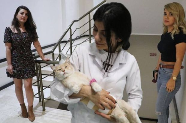 İğrenç şüphe! Yaralı bulunan kedi tedavide