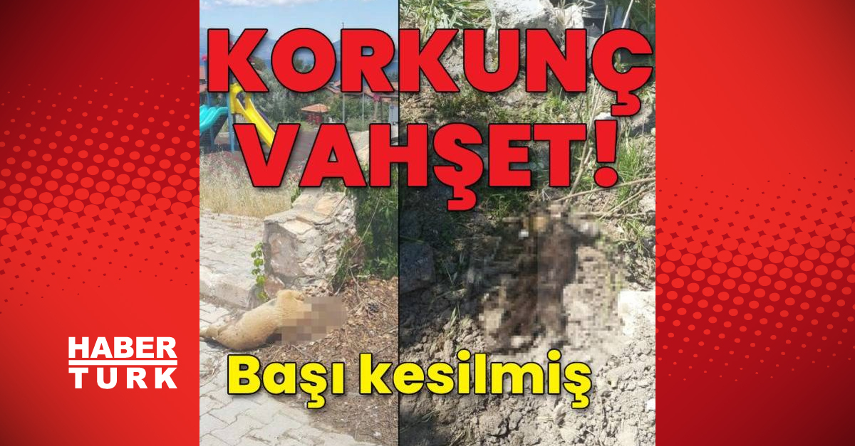 İZMİR�DE KÖPEK KATLİAMI! Son dakika Çeşme�de başı kesilmiş yavru köpek