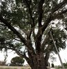 Bursa´da, İznik Jandarma Komutanlığı´nda 1960 ile 1990 yılları arasında askerlik yapanların künyelerini kazıdığı, isim ve rakamların desen oluşturduğu ağaç, ilgi görüyor. Bölge halkı, ilçenin sembollerinden biri haline gelen ve `Künye Ağaç´ adını verdikleri anıt ağacın koruma altına alınmasını istiyor