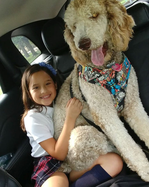 Kendini ufak zannedip sahiplerine atlayan dev köpekler güldürdü Yaşam