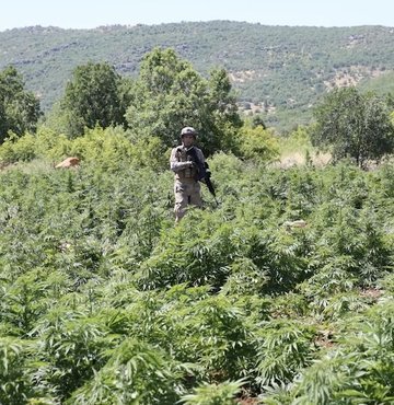 Diyarbakır’da 168 ton toz esrar elde edilebilecek 7 milyon 270 bin 752 kök kenevir bitkisi, narko terör operasyonu ile ele geçirildi.