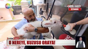 O nereye, kuzusu oraya!