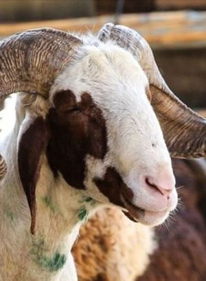 Kurbanlık fiyatları ne kadar 2021? Büyükbaş, küçükbaş kurbanlık fiyatları açıklandı! Kilo fiyatı kaç lira?