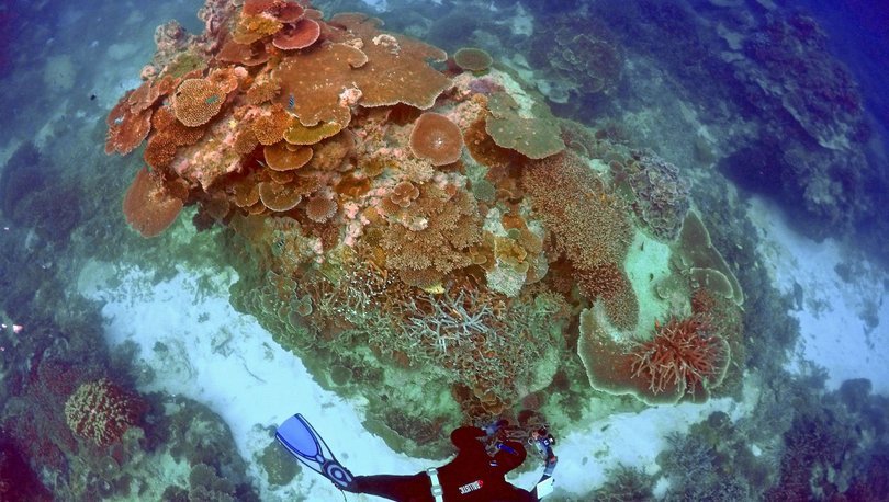 UNESCO'ya göre Büyük Set Resifi'nin Dünya Mirası Listesi'ne dahil edilmesi gerekiyor