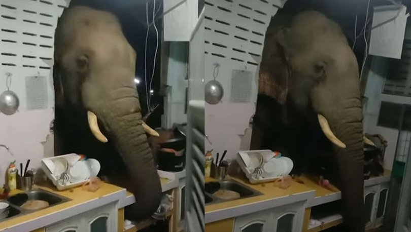Acıkan fil, duvarını yıktı, hortumuyla yiyecek aradı - Haberler
