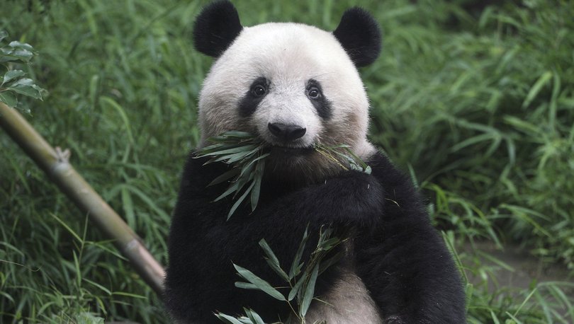 Japonya'nın başkenti Tokyo'daki hayvanat bahçesinde panda, ikiz hayata getirdi