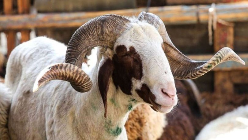 2021 kurbanlik fiyatlari kucukbas ve buyukbas kurbanlik fiyatlari ne kadar iste koyun koc dana kilo fiyati gundem haberleri