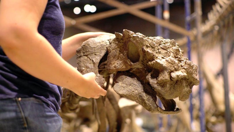 Alaska'da 70 milyon yıl önce dinozorların yaşadığına dair yeni kanıtlar bulundu