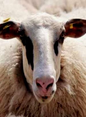 Kurbanlık koç, koyun ve dana fiyatları 2021! Küçükbaş ve büyükbaş hayvan kurbanlık fiyatları ne kadar?