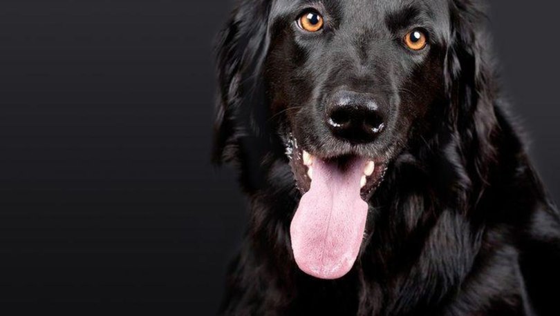Rüyada köpek görmek ne demek? Rüya tabirleri: Köpek ısırması, beyaz siyah köpek, köpek ısırması, köpek havlama