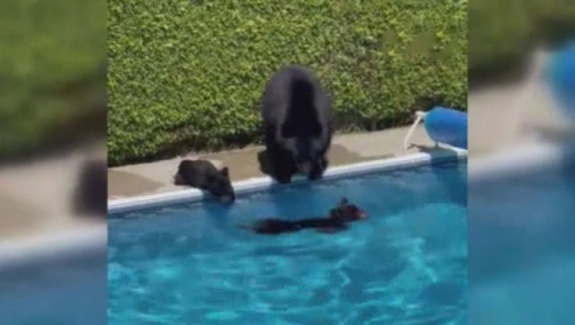 Kanada'da rekor sıcaklıklardan bunalan ayılar çareyi havuzda buldu