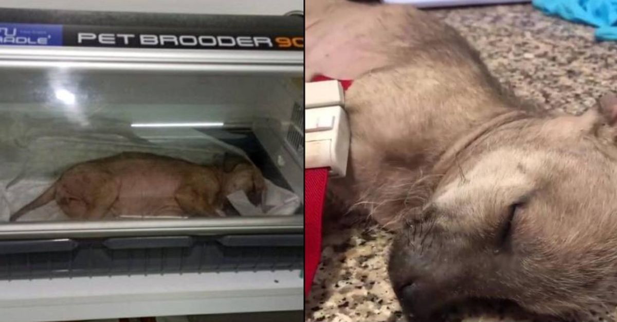 Son Dakika Yavru Kopegi Sopayla Dovdu 1033 Tl Ile Serbest Kaldi Haberler Son Dakika Haberleri Son Dakika Yavru Kopegi Sopayla Dovdu 1033 Tl Ile Serbest Kaldi Haberler Son Dakika Haberleri