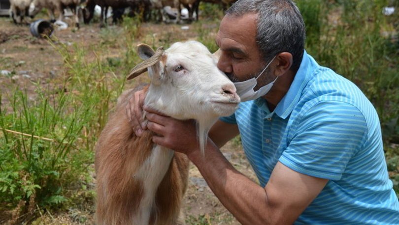 SON DAKİKA: Bozayıya kafa tutan keçi kurbanda kesilecek mi? Sahibi açıkladı - Haberler