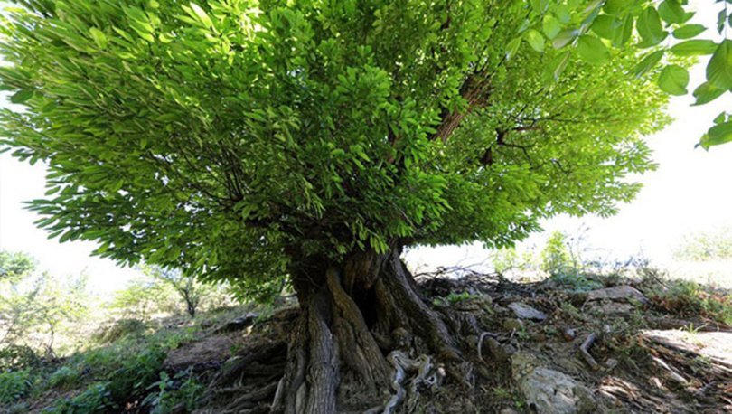 410 yıllık ağaç, 'anıt ağaç' olarak tescillendi
