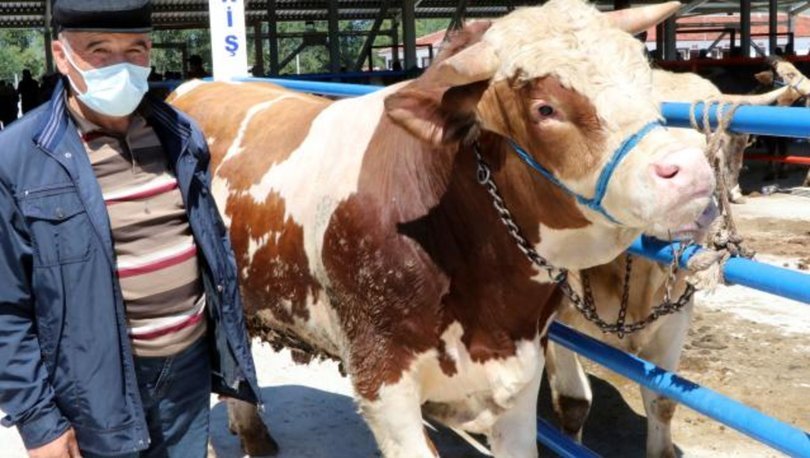 Kurbanlik Fiyatlari Aciklandi 2021 Kurbanlik Koyun Koc Ve Dana Fiyatlari Kucukbas Ve Buyukbas Havyan Fiyatl Gundem Haberleri