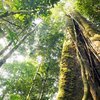 Yağmur ormanları hakkında bilinmesi gereken gerçekler