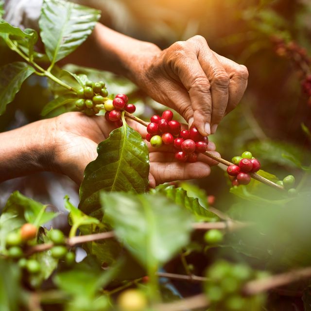 Kahve hakkında 14 ilginç bilgi